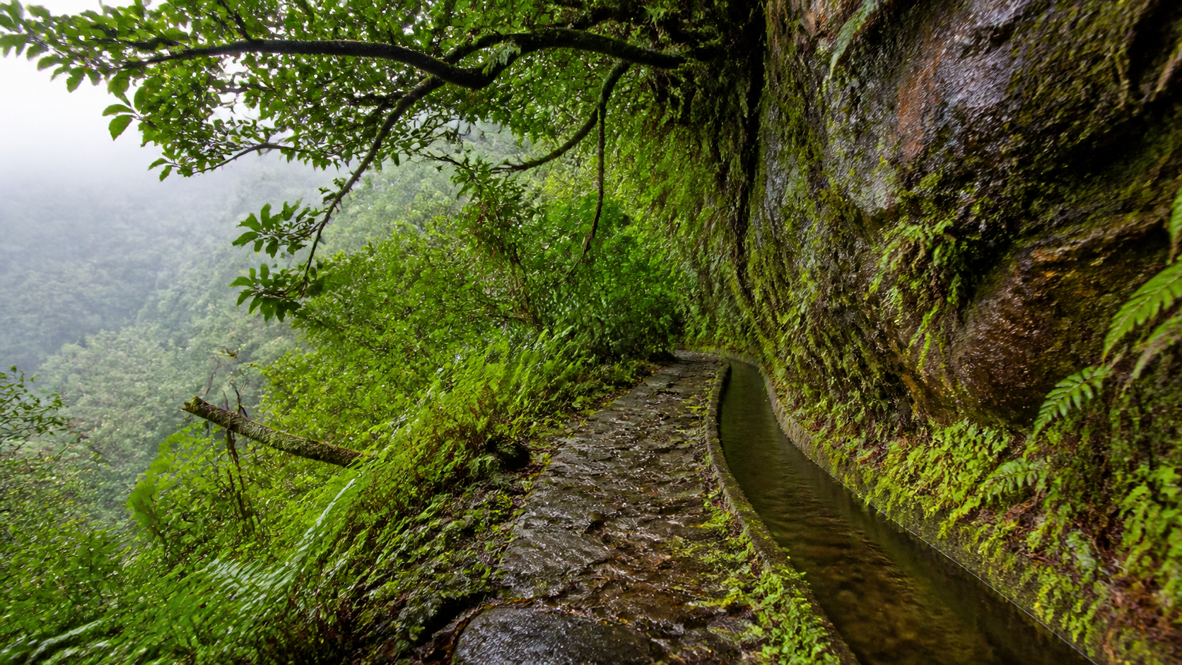 grüner Levada-Weg im Lorbeerwald auf Madeira mit Moos, Wasserlauf und weichem Morgenlicht mit ruhiger Stimmung im Beitrag.