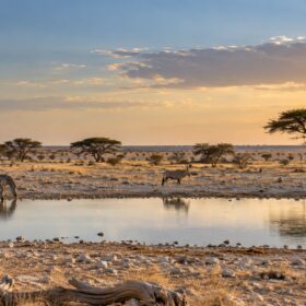 Etosha Wasserloch statt Kilometerjagd: Namibia Safari klarer strukturieren